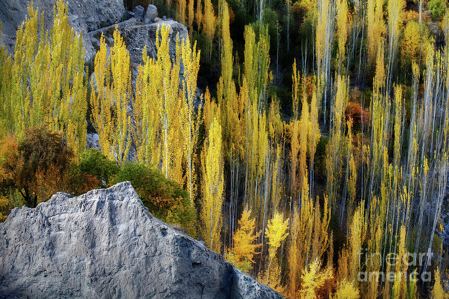 Nature Photograph - Autumnal Fireworks by Awais Yaqub Nature Photograph - Autumnal Fireworks by Awais Yaqub