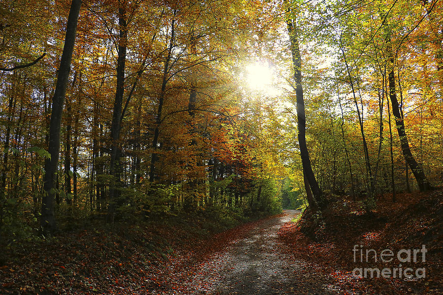 Autumnal Forest Photograph by Jutta Maria Pusl