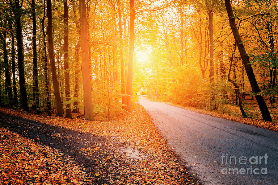 Autumnal forest roads Photograph by Sophie McAulay