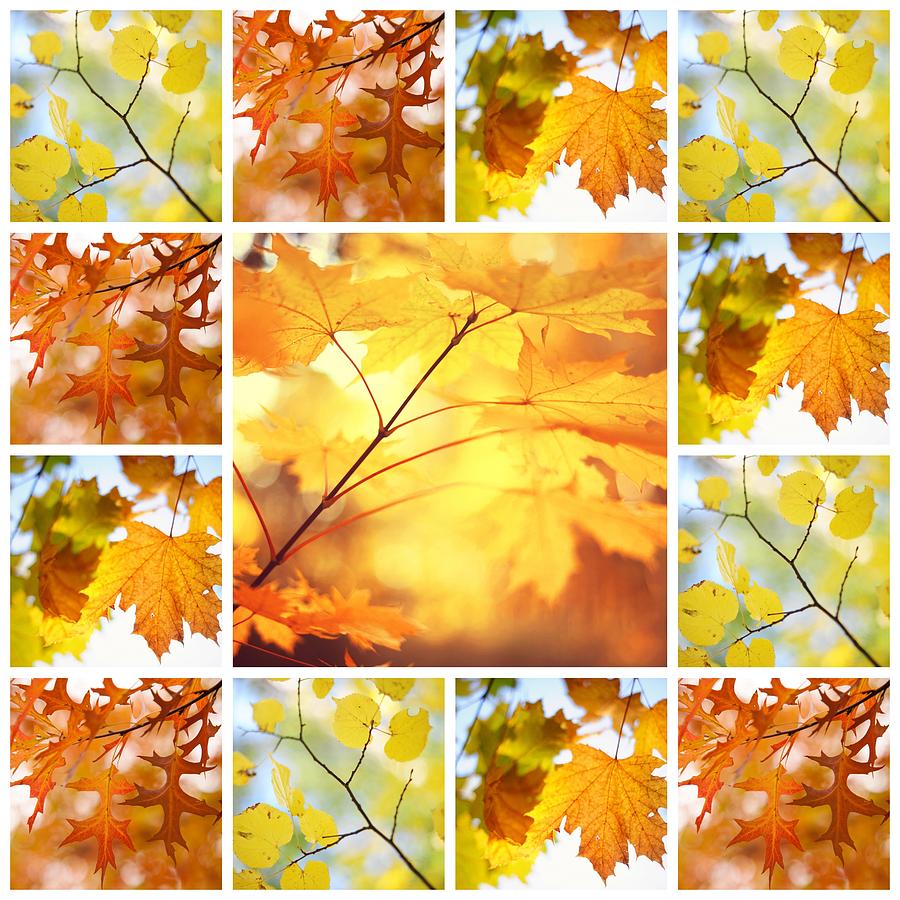 Fall Photograph - Autumnal Glory. Mosaic Collage by Jenny Rainbow