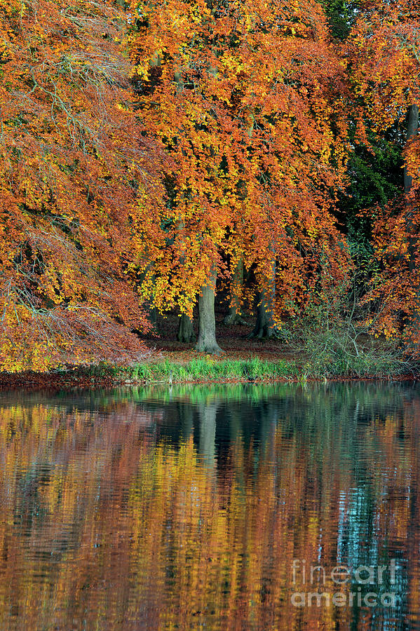 Autumnal Glory Photograph by Tim Gainey