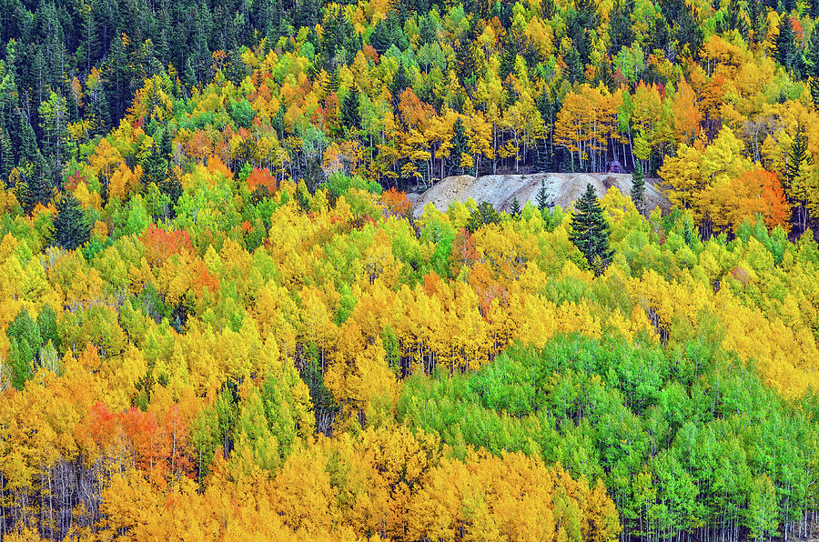 Autumnal Kaleidoscope  Photograph by Bijan Pirnia