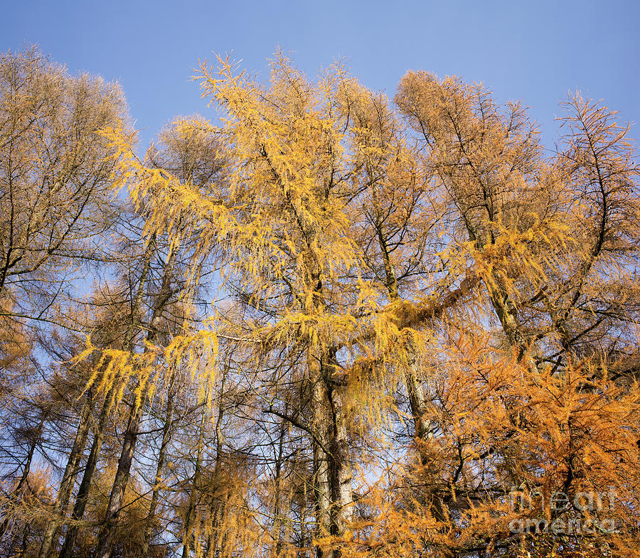 Autumnal Larch Trees Photograph by Tim Gainey