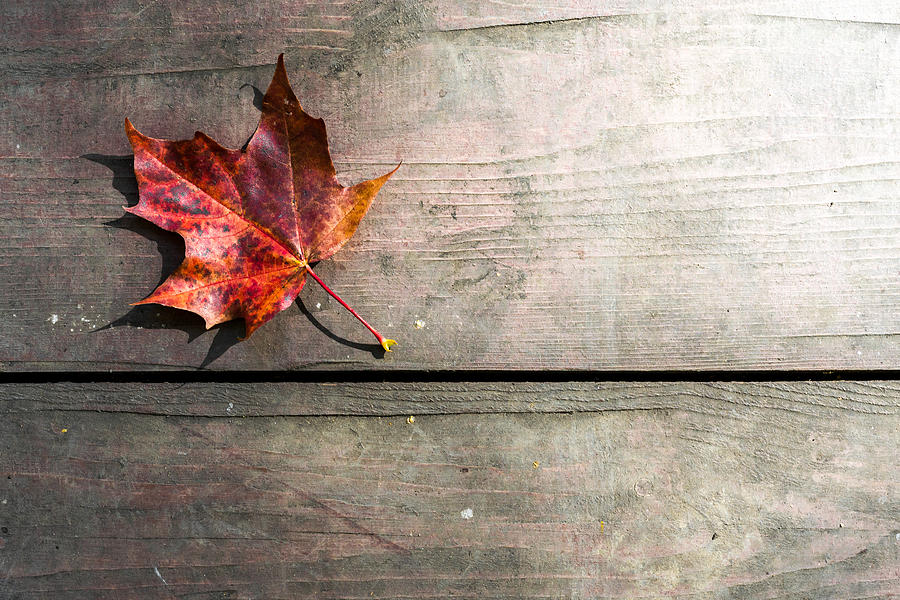 Red Autumn Leaf Resting Photograph by John Williams