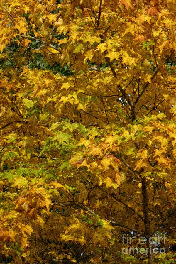Fall Photograph - Autumnal Leaves and Trees 2 by Jean Bernard Roussilhe
