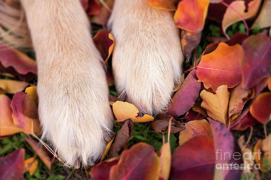 Autumnal Legs. Photograph