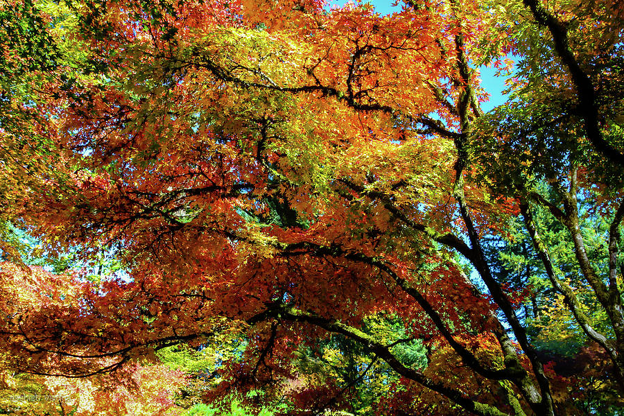 Autumnal Maple Canopy Photograph by Aashish Vaidya