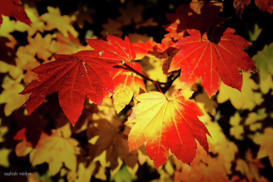 Maple Leaves Photograph by Aashish Vaidya