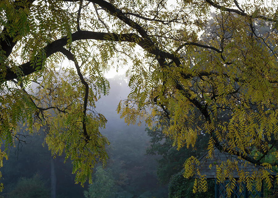  Autumnal Misty Mood Vl Photograph by Shirley Mitchell