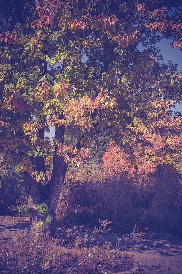 Autumnal Nostalgia Photograph by Jenny Rainbow