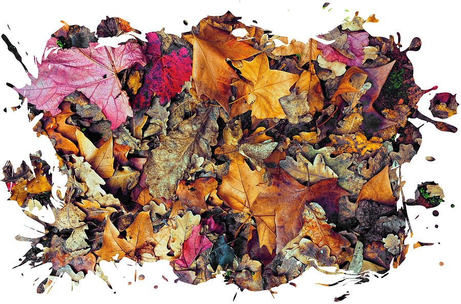 Autumnal Palette Photograph by Wayne Sherriff