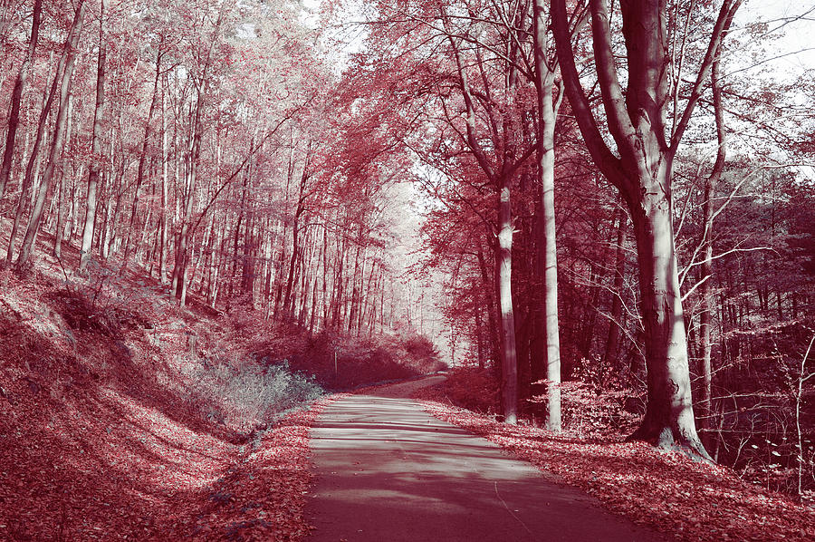 Autumnal Path Photograph by Jenny Rainbow