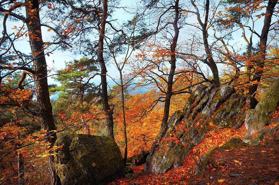 Autumnal Reminiscence  Photograph by Jenny Rainbow
