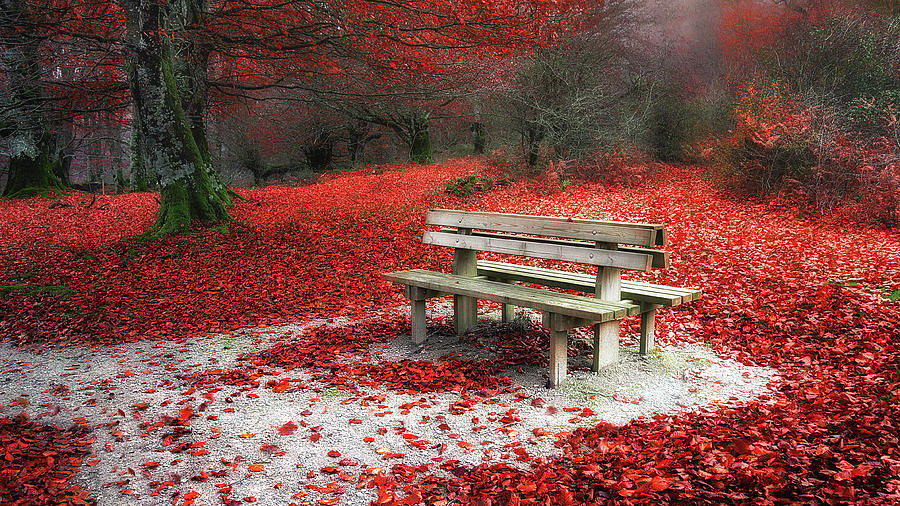 Autumnal rest Photograph by Mikel Martinez de Osaba