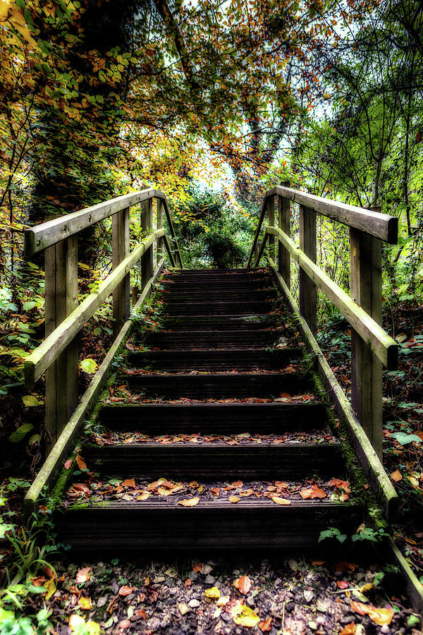 Autumnal Steps Photograph by Nick Bywater