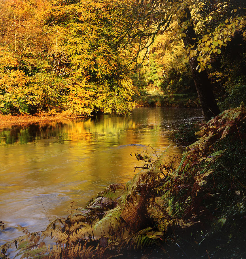 Autumnal Tamar River Devon Photograph by Maggie Mccall