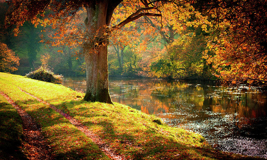 Autumnal Tamar River Walk, Devon, England. Photograph by Maggie Mccall