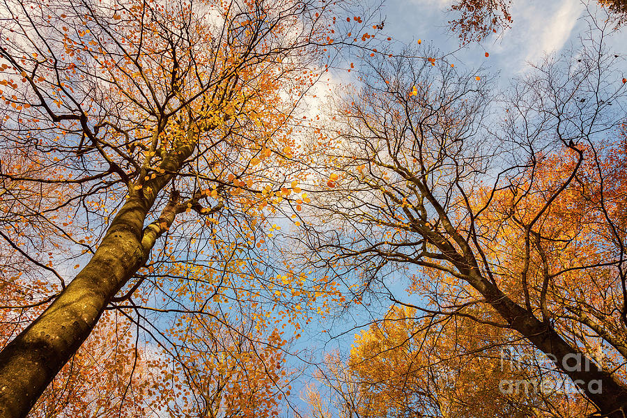 Autumnal trees against blue sky Photograph by Sophie McAulay