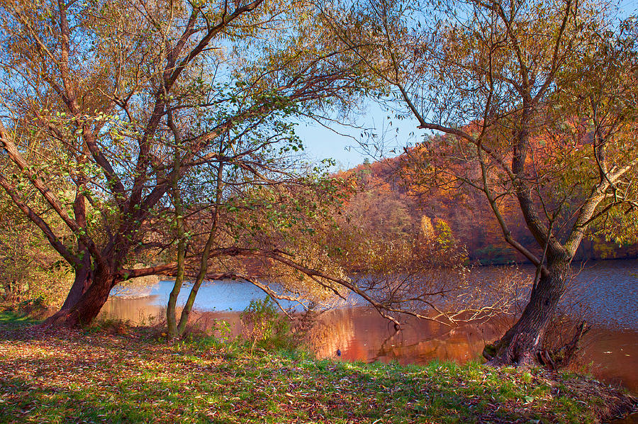 Autumnal Trees by the Lake Photograph by Jenny Rainbow