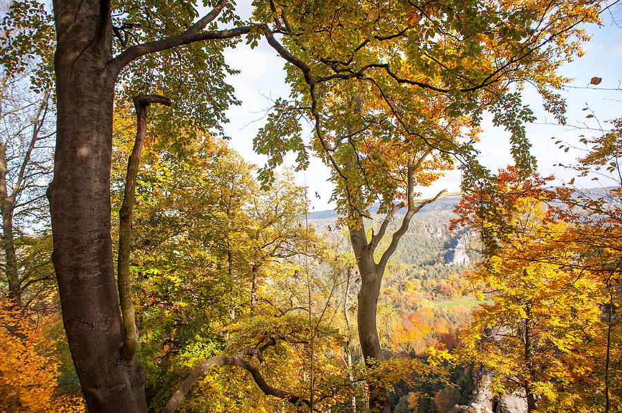 Autumnal Trees. Saxon Switzerland Photograph by Jenny Rainbow