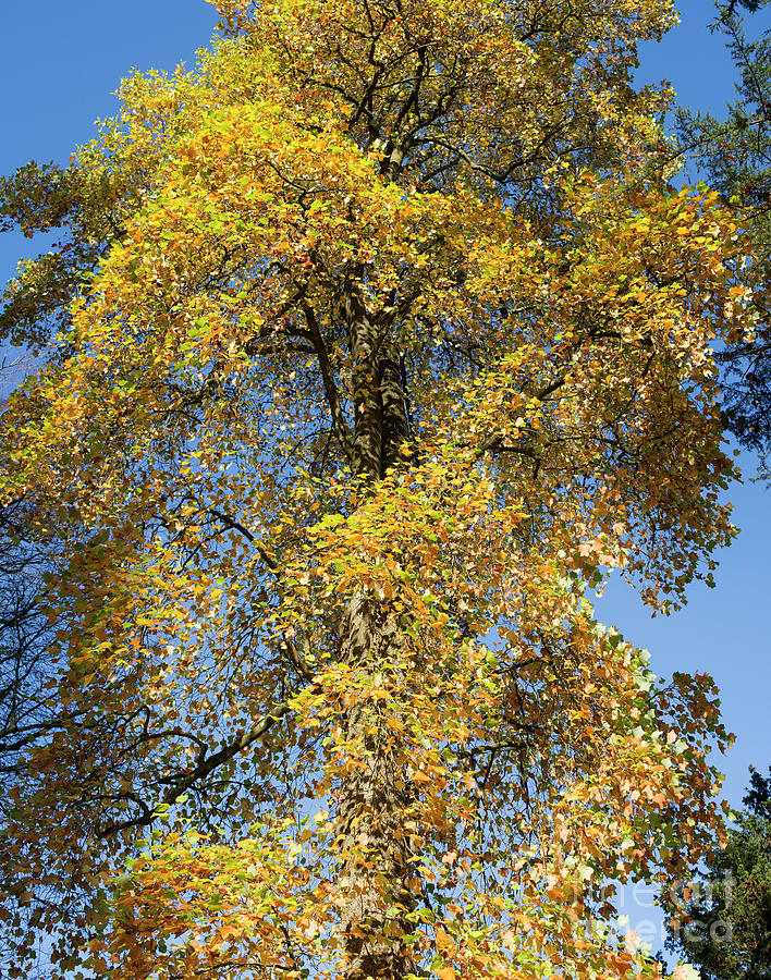 Tree Photograph - Autumnal Tulip Tree by Tim Gainey