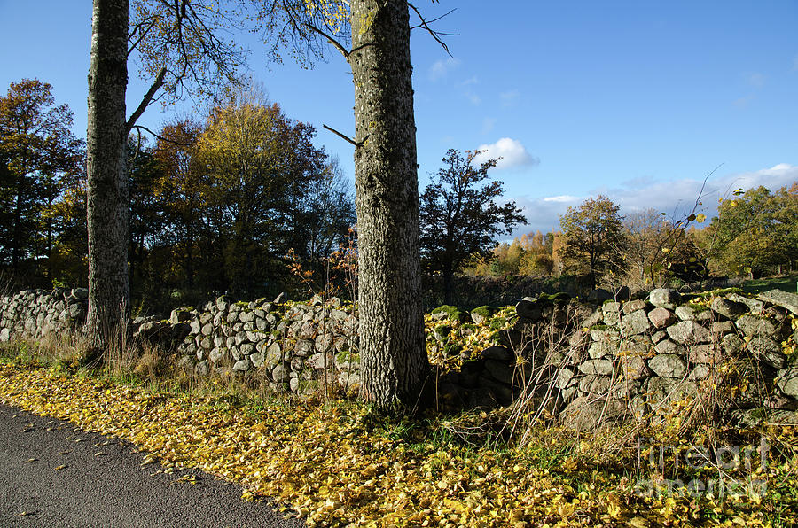 Fall Photograph - Autumnal view by roadside by Kennerth and Birgitta Kullman