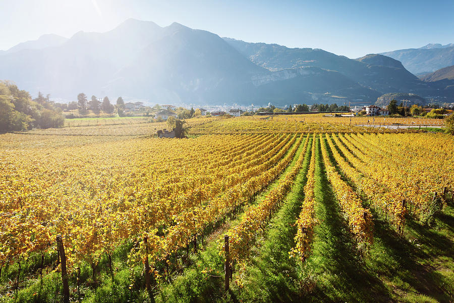 Autumnal Vineyard In Trento Photograph