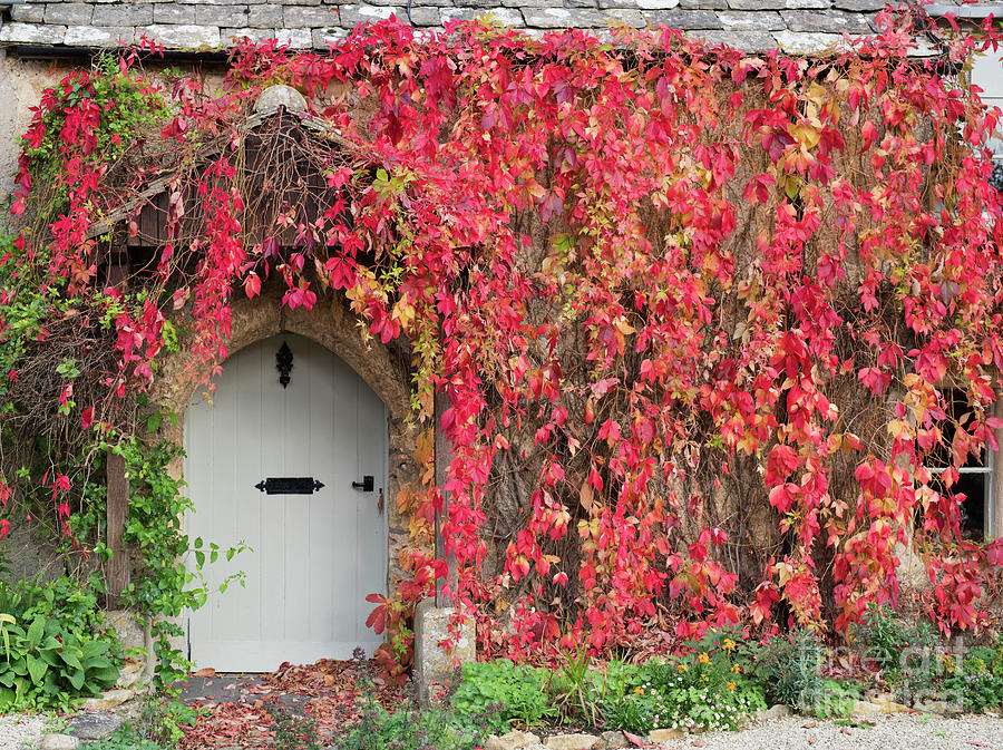Autumnal Virginia Creeper Photograph by Tim Gainey