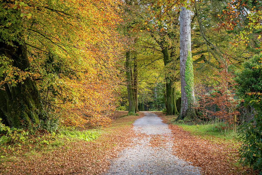 Tree Photograph - Autumnal Walkway by Martina Fagan