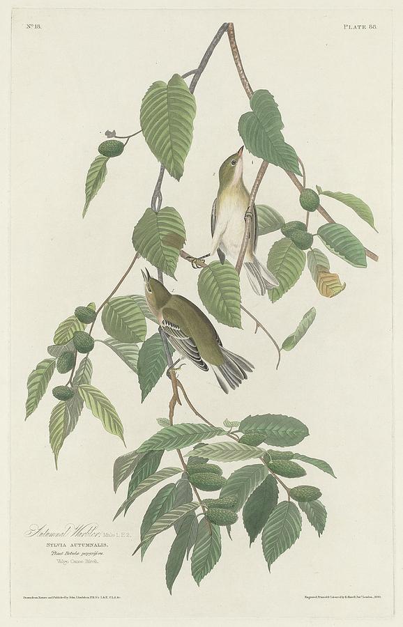 John James Audubon Drawing - Autumnal Warbler by Dreyer Wildlife Print Collections 
