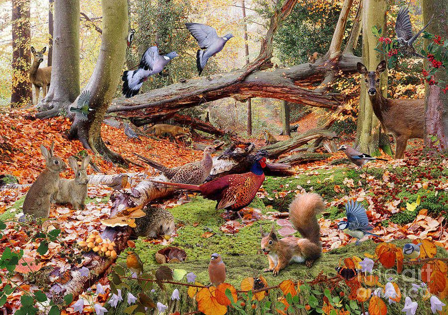 Autumnal woodland Animals Photograph by Warren Photographic