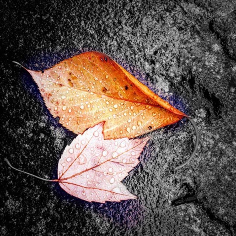 Fall Photograph - Rainy Day Leaves by Sharon Halteman