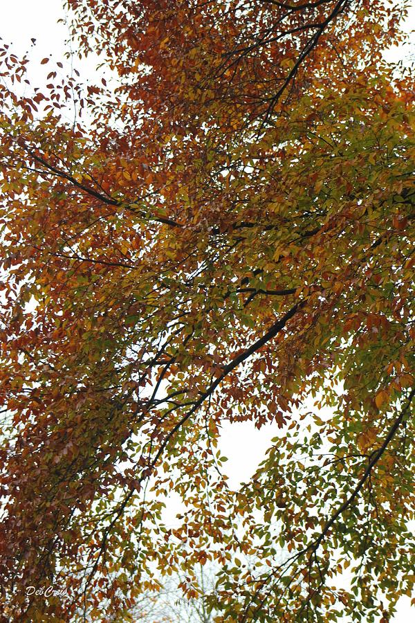 Autumns Abstract Photograph by Deborah  Crew-Johnson