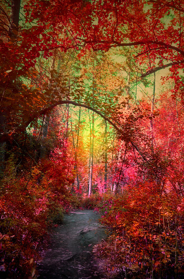 Tree Photograph - Autumns Archway by Tara Turner Tree Photograph - Autumns Archway by Tara Turner