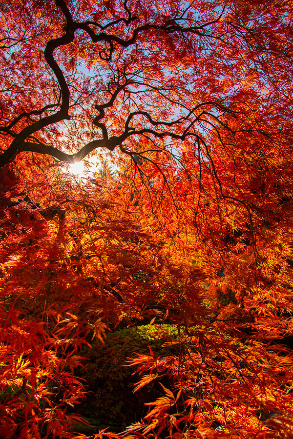 Autumns beauty Photograph by Kunal Mehra