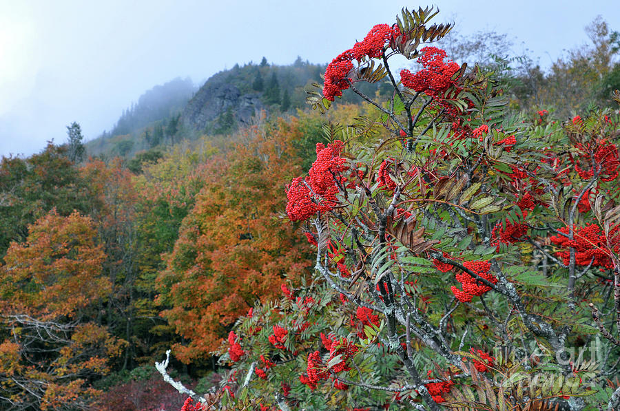 Autumns Beauty on The Mountain Photograph by Lydia Holly