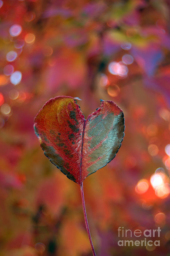 Autumns Bold Heart Photograph by Debra Thompson