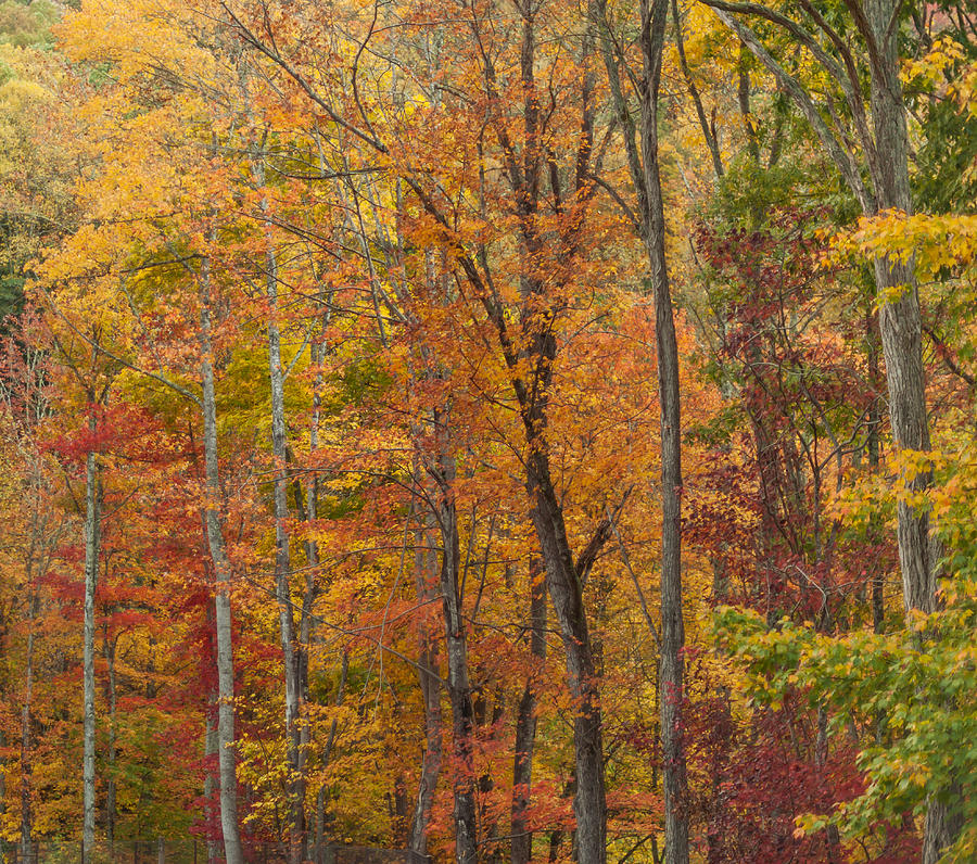 Autumn Canvas Photograph by Terry DeLuco
