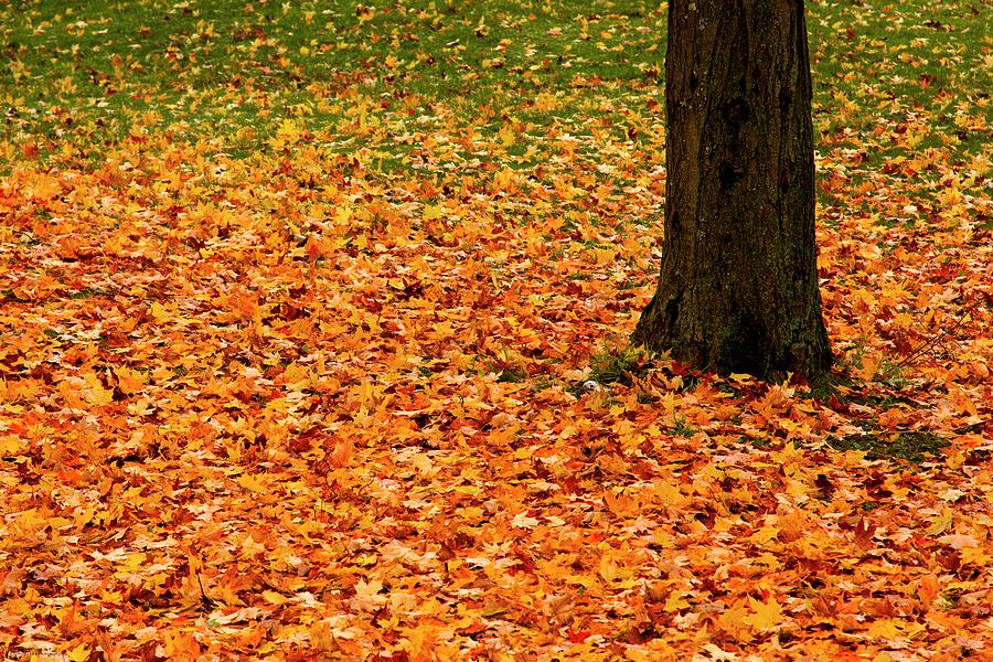 Autumns Dancing Carpet  Photograph by Hany J