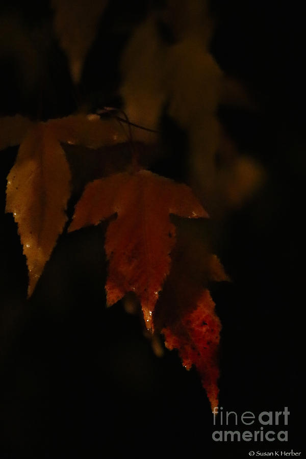 Autumns Darker Side Photograph by Susan Herber
