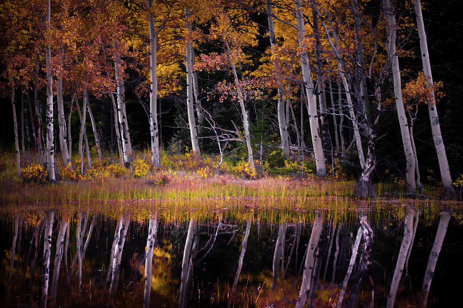 Autumns Dream Photograph by John De Bord