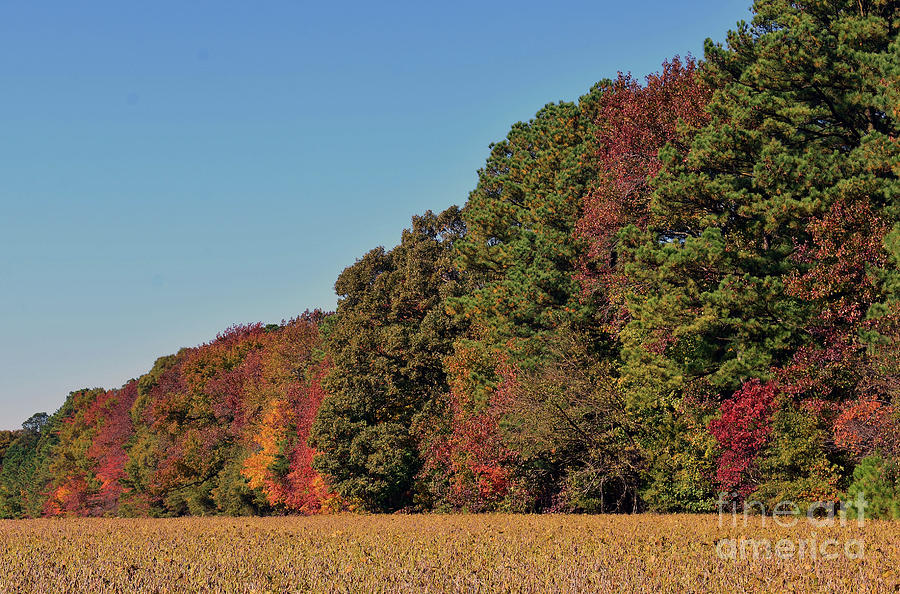 Tree Photograph - Autumns Edge by Skip Willits