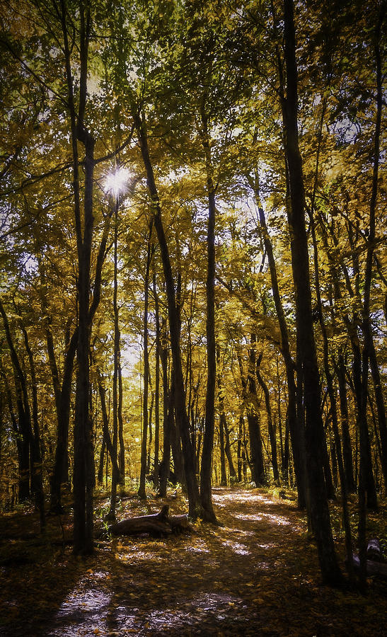 Autumns Fire Photograph by Scott Norris