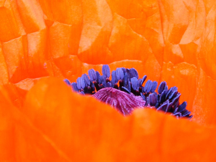 Poppy Photograph - Autumns Glory by Lucia Del