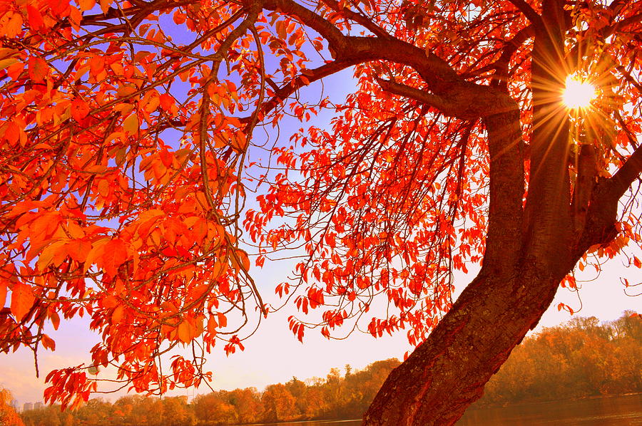 Nature Photograph - Autumns Glory by Marla McPherson