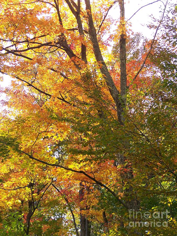 Autumns Gold - Photograph Photograph by Jackie Mueller-Jones