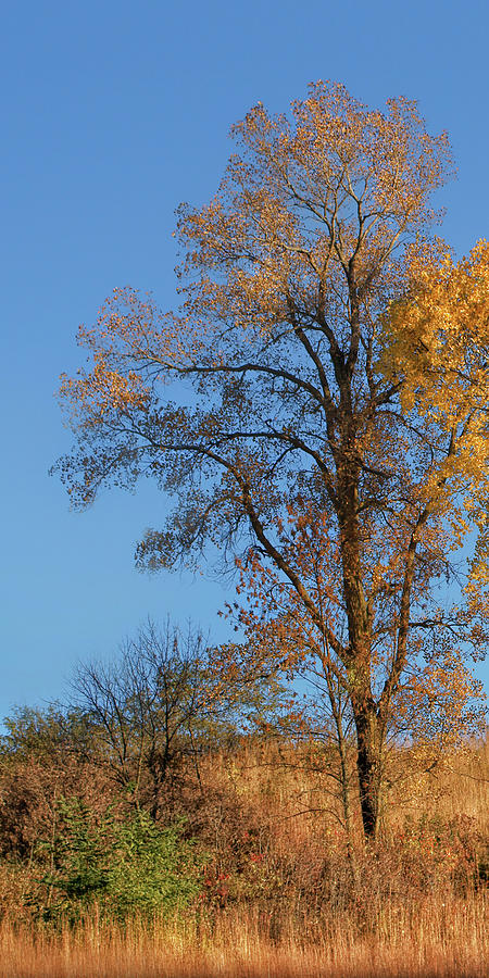 Autumns Gold  - No 2 Photograph by Nikolyn McDonald