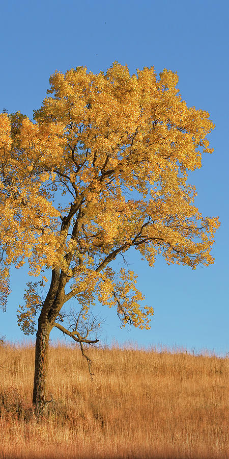 Autumns Gold - No 3 Photograph by Nikolyn McDonald