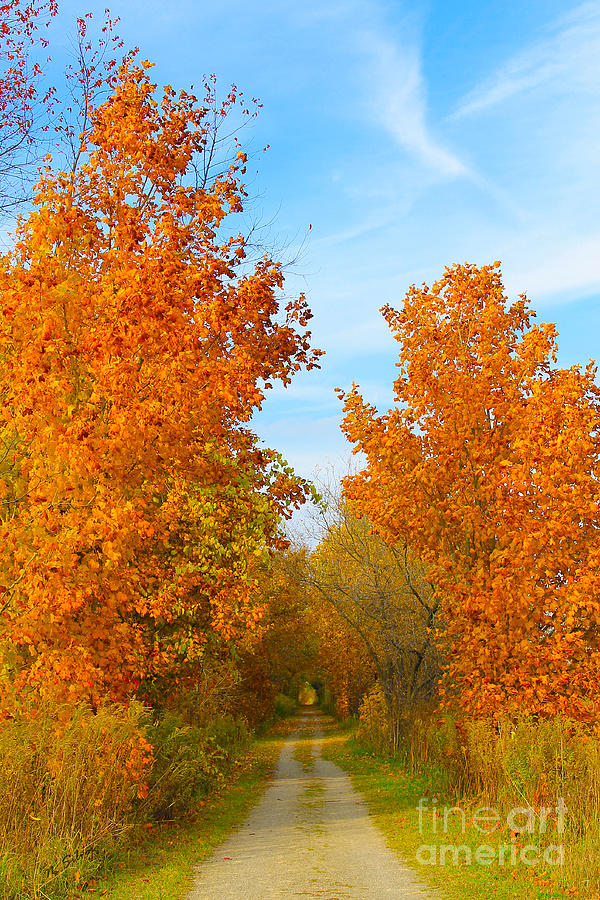 Autumns Golden Gateway Photograph by Nina Silver