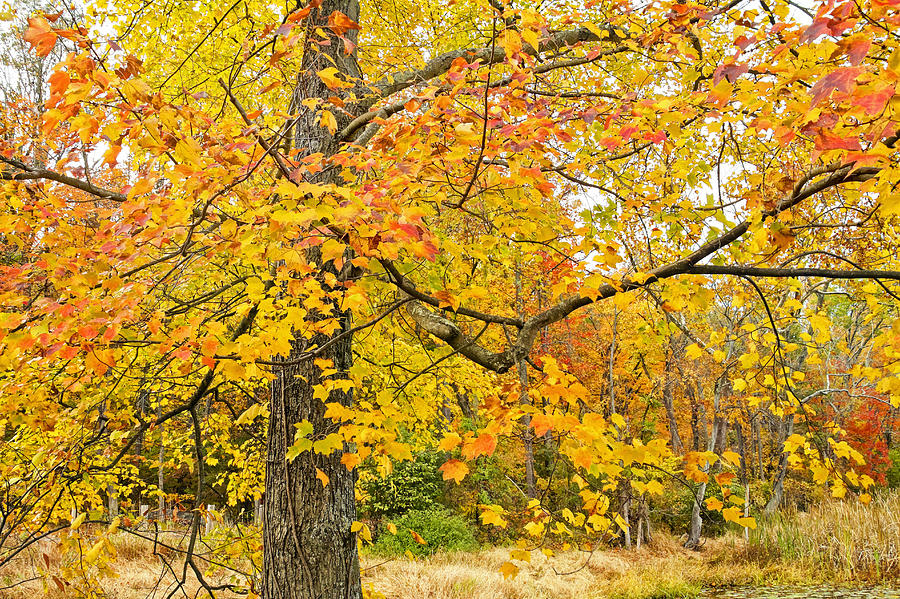 Autumns Golden Glory - Maple Tree In Fall Attire Photograph